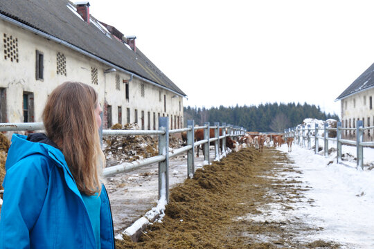 Cows and calves of Hereford cattle. Young woman in the front. Winter housing, feeding with hay. The Hereford is a British breed of beef cattle. The world's most widespread meat breed domestic tur.  