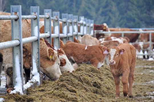 Cows and calves of Hereford cattle. Winter housing, feeding with hay. The Hereford is a British breed of beef cattle originally from Herefordshire. The world's most widespread meat breed domestic tur.