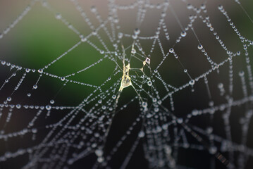 Dew drops on a spider web on a cold morning