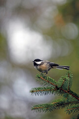 m&eacute;sange &agrave; t&ecirc;te noire	