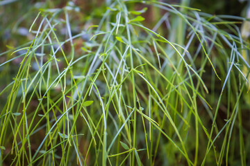 green leaves isolated natural background