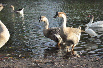 Obraz premium Animals 