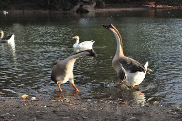 Animals 