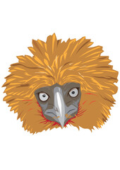Head of a Philippine eagle