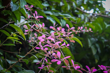 Pink color flower in the garden