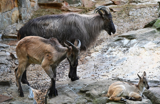 A family of Himalaya-Tahr ,mountain goats