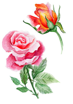Pink And Orange Roses. Watercolor Illustration. Ideal for Valentine's Day
