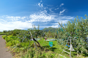 【青森県弘前市りんご】岩木山麓津軽の秋、りんご園は収穫中