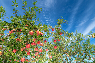 【青森県弘前市りんご】津軽の秋、りんご園は収穫中