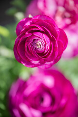 Top view of a of a vivid pink buttercup flower, spring background