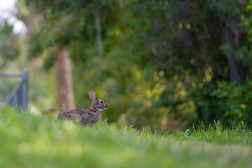 Grey small hare eating grass on summer field. Wild rabbit in nature