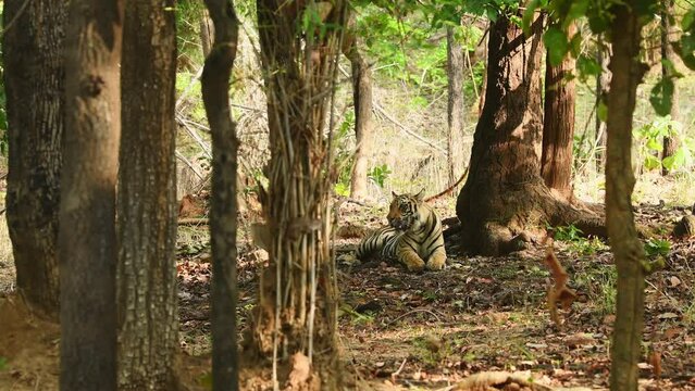 wide shot of wild male bengal tiger or panthera tigris tigris in natural environment in safari at bandhavgarh national park forest tiger reserve madhya pradesh india asia