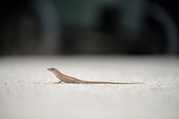 Macro closeup of blown alone lizard warming on summer sun. Anolis sagrei small reptile in native to Florida USA