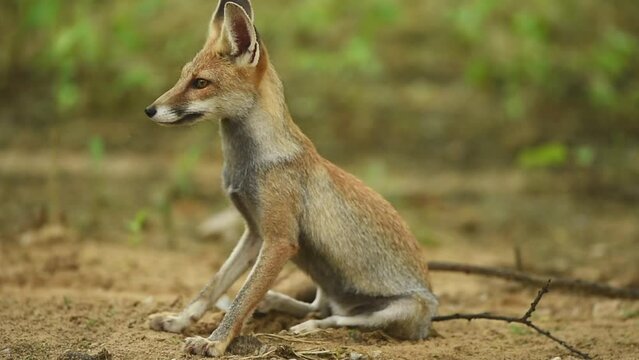 white footed fox or desert fox or vulpes vulpes pusilla portrait or closeup shot in natural monsoon green background at outdoor jungle safari jhalana forest or leopard reserve jaipur rajasthan india