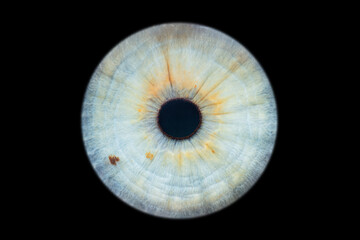 Human eye iris close up isolated on black background