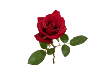 Selbstklebende Fototapeten red rose element easy to use flowers © Thomas