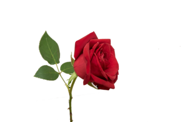 red rose element easy to use flowers