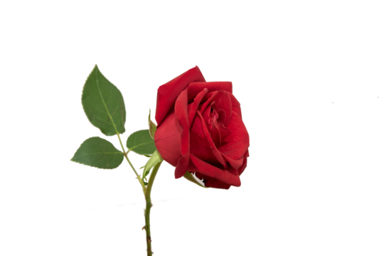 red rose element easy to use flowers