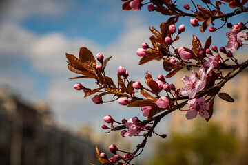 Beautiful spring sakura branches with flowers on a cloudy day macro photography