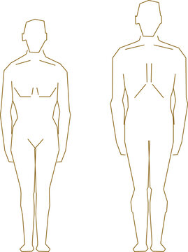 Male and female simple anatomy illustration vector sketch