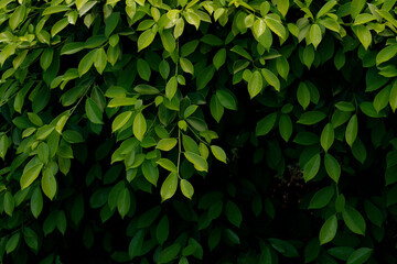 Leaves of Murraya paniculata (orange jasmine, orange jessamine, china box, mock orange) on blurred and dark background.