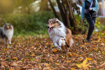 Collie dog runs in the autumn park. Autumn background.Walking with dogs