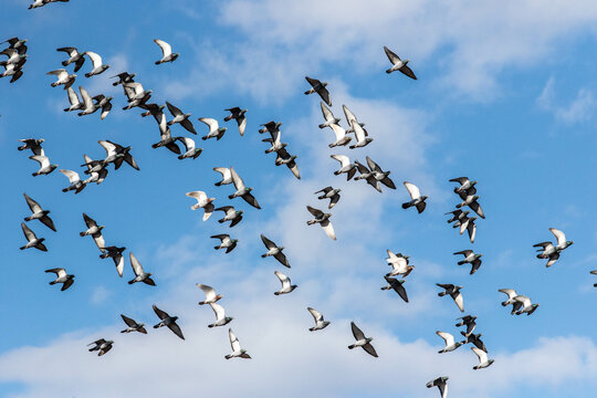 Bandada de pájaros volando sobre el cielo azul