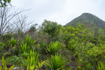 Obraz na płótnie Canvas Mauritius tropical countryside with rainforest