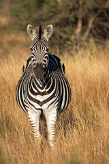 Plains zebra or common zebra (Equus quagga prev. Equus burchellii) standing in long, brown grass. Ngorongoro Conservation Area (NCA). Tanzania