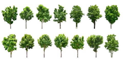 Fotobehang Collection Trees and bonsai green leaves.  total 14 trees. (png)  © Chothip