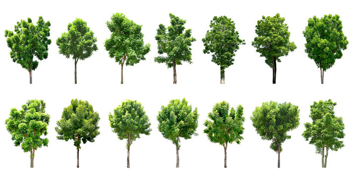 Collection Trees and bonsai green leaves. 
total 14 trees. (png)	