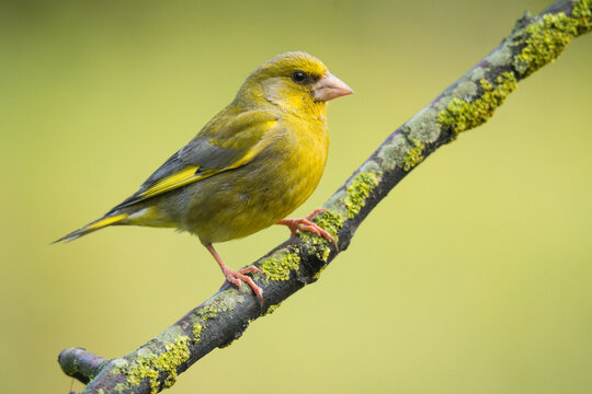 Graceful common greenfinch bird on branch