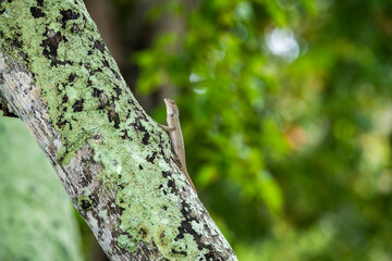 Wild Mauritian Agamid Lizard (Calotes versicolor) in wild nature