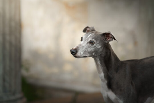 Beautiful graceful dog on the background of old architecture. Gray Whippet outdoors. High quality photo