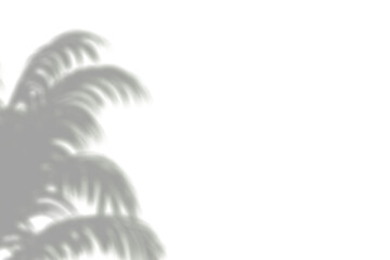 window shadow Tropical plant overlay element for portrait easy to use PNG