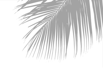 Obraz premium window shadow Tropical plant overlay element for portrait easy to use PNG