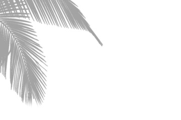 window shadow Tropical plant overlay element for portrait easy to use PNG