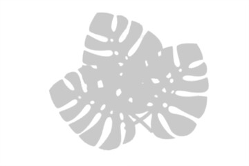 window shadow Tropical plant overlay element for portrait easy to use PNG