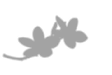 window shadow Tropical plant overlay element for portrait easy to use PNG