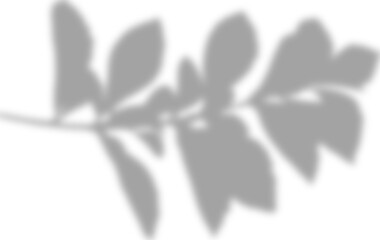 window shadow Tropical plant overlay element for portrait easy to use PNG