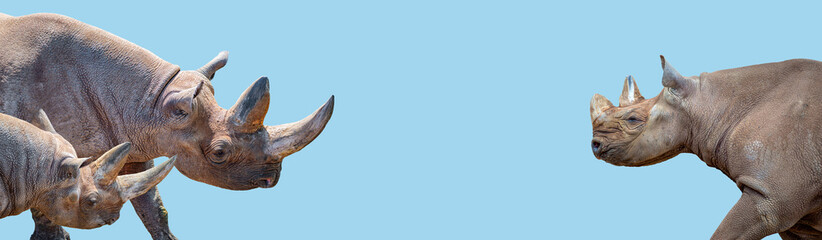 Obraz premium Banner with three huge and old African rhinos at blue sky solid background with copy space. Concept of biodiversity, wildlife conservation and protection.