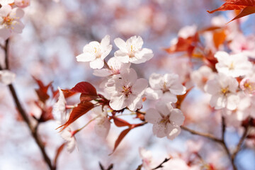 ヤマザクラ開花