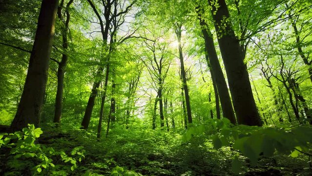 Beautiful sun rays illuminating a lush beech forest in gorgeous shades of fresh green, slow smooth motion 
