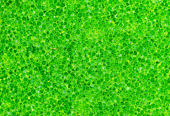 Close up texture green sponge background