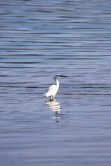 water bird taking a lunch break on migration routes