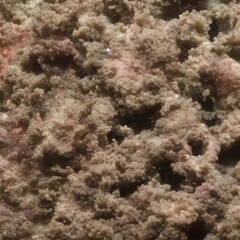 Naklejka na ściany i meble The ground anemone - generative ai