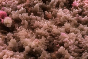 Fototapeta na wymiar The ground anemone - generative ai