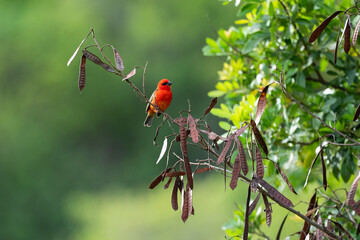 Foudia madagascariensis (Madagascar Red Fody) in wild nature of Mauritius