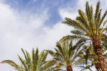 Obraz na płótnie Canvas coconut palms against a blue sky