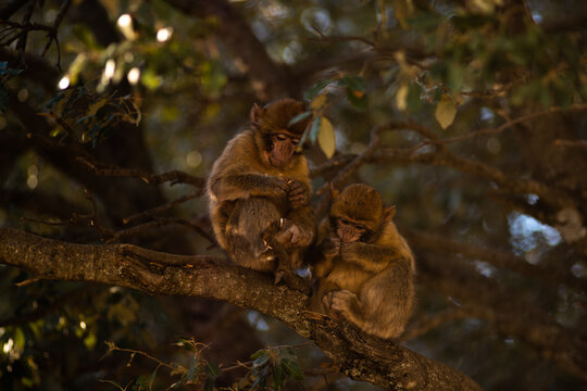 Two monkeys from Altas in the province of Ifrane eating peanuts hanging from a tree branch (Morocco)